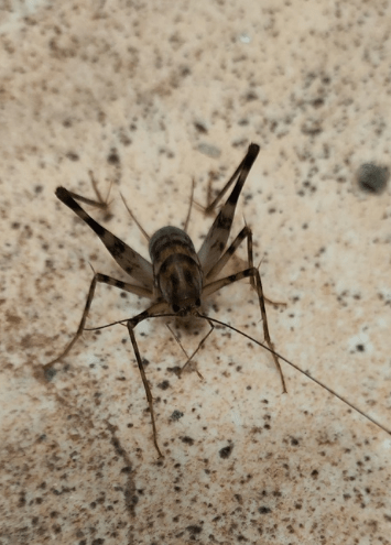 Жители Твери обнаружили неизвестное насекомое