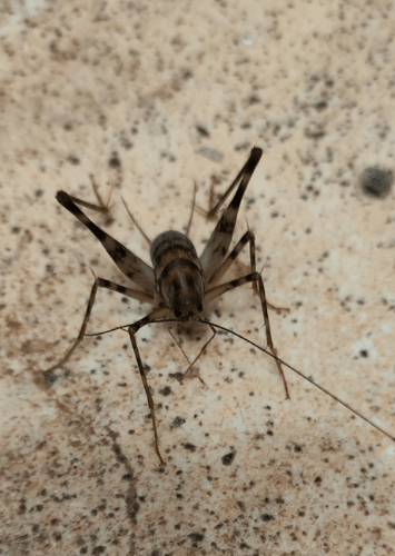 Жители Твери обнаружили неизвестное насекомое