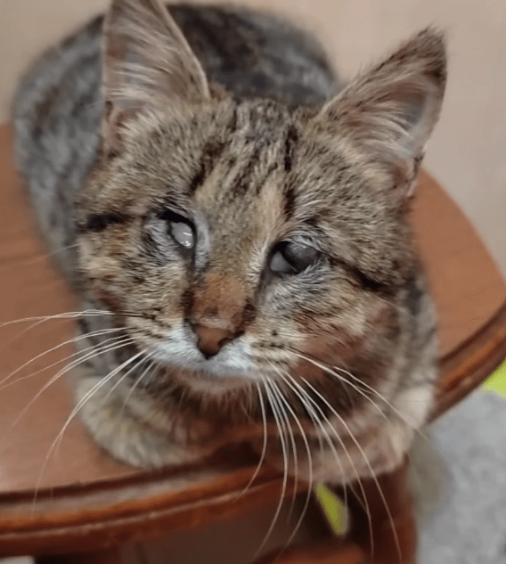 В Твери мальчишки-школьники спасли слепого кота