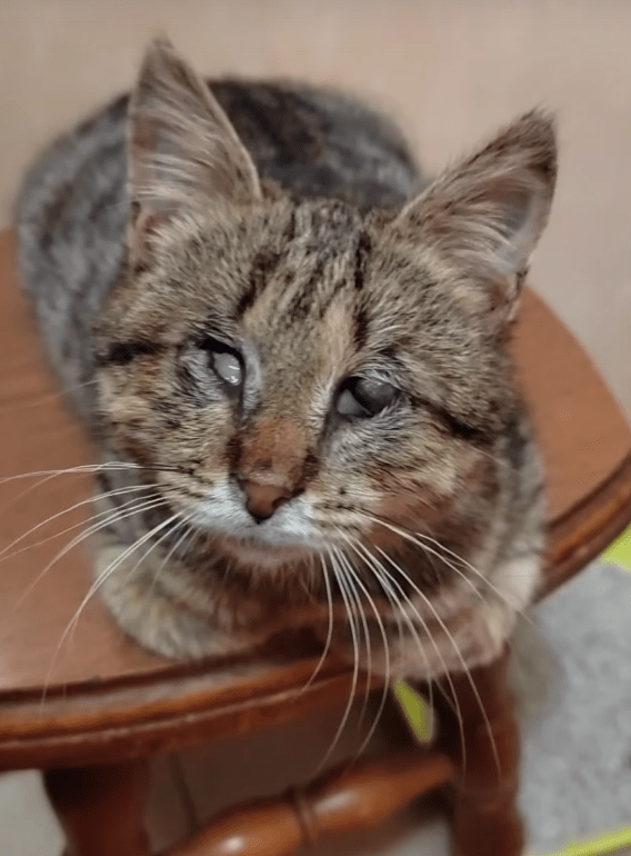 В Твери мальчишки-школьники спасли слепого кота