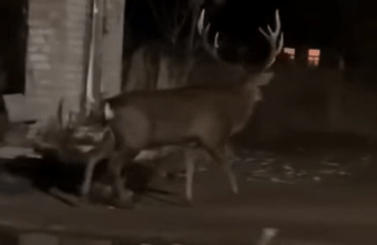 В один из городов Тверской области по ночам выходит олень