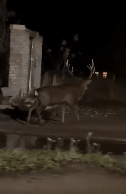 В один из городов Тверской области по ночам выходит олень