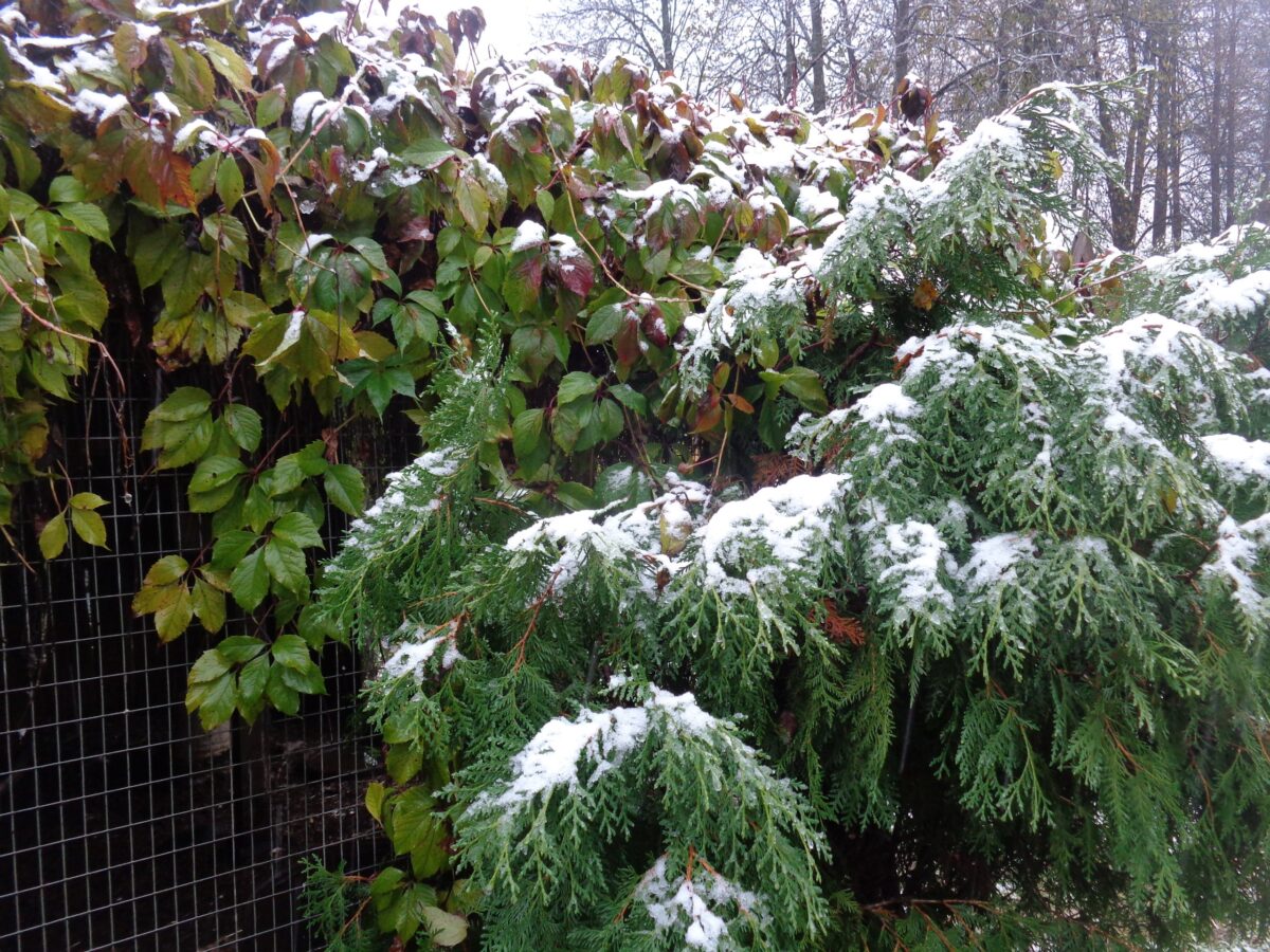Жители Тверской области надеются, что снег растает