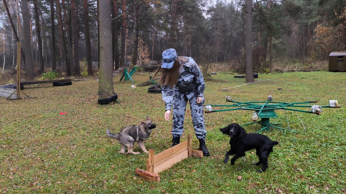 В УМВД Тверской области пришли служить пять щенков