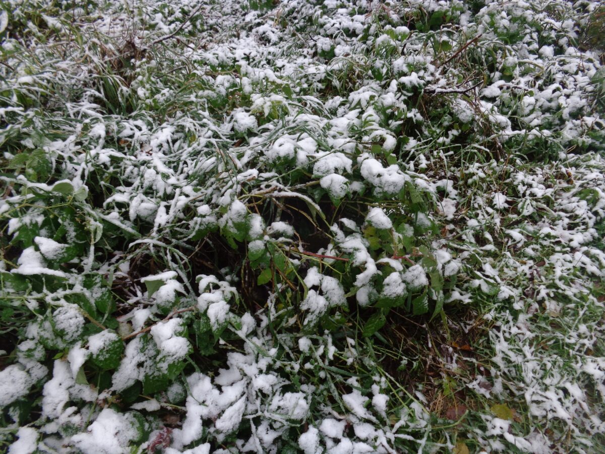 Жители Тверской области надеются, что снег растает