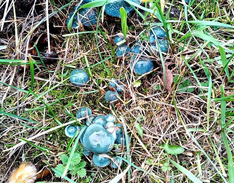 Житель Тверской области нашел странные сине-зеленые грибы