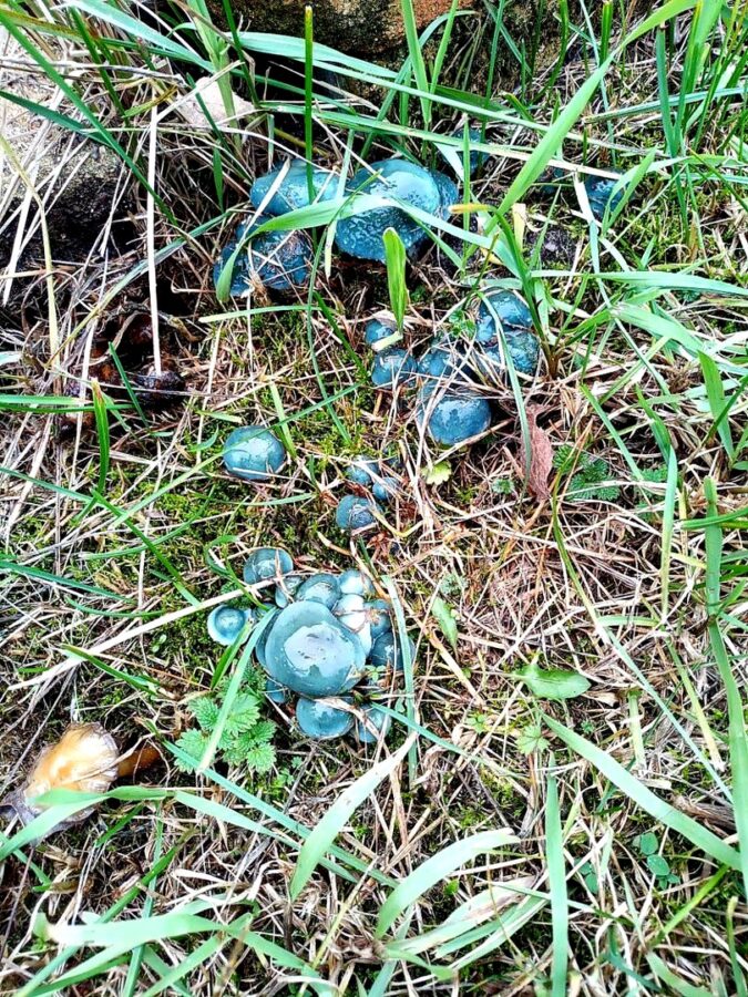 Житель Тверской области нашел странные сине-зеленые грибы