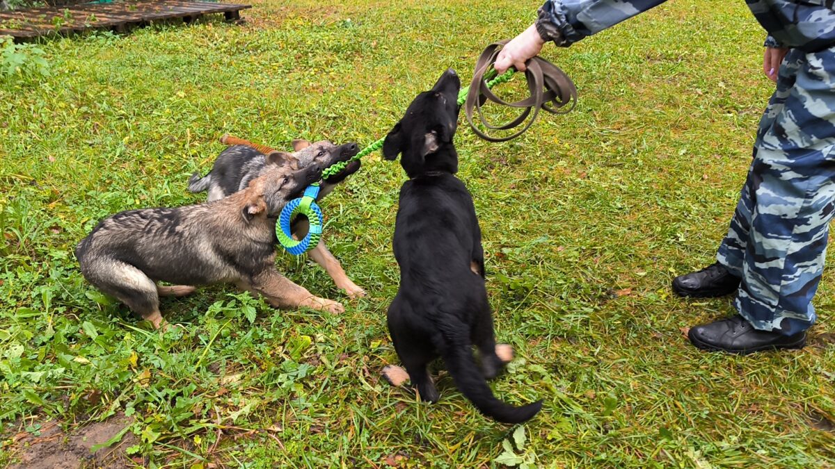 В УМВД Тверской области пришли служить пять щенков