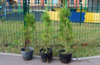 «Сохраним лес»: в Тверской области высадили больше 377 тысяч саженцев и сеянцев деревьев «Сохраним лес»: в Тверской области высадили больше 377 тысяч саженцев и сеянцев деревьев