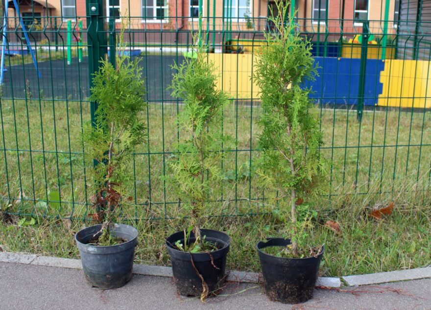 «Сохраним лес»: в Тверской области высадили больше 377 тысяч саженцев и сеянцев деревьев