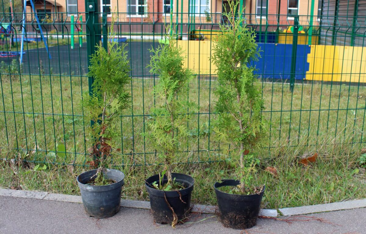 «Сохраним лес»: в Тверской области высадили больше 377 тысяч саженцев и сеянцев деревьев