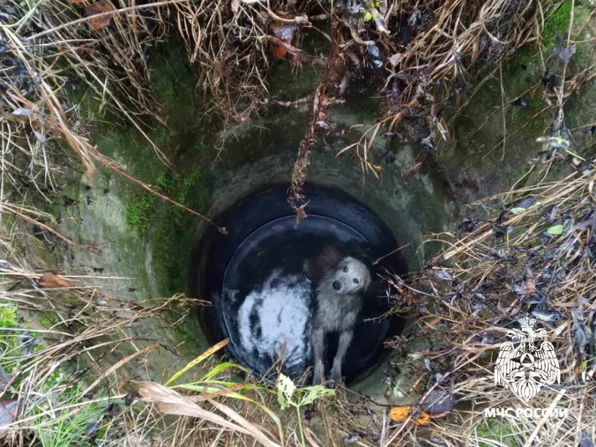 Доставать собак из колодца в Тверской области пришлось спасателям