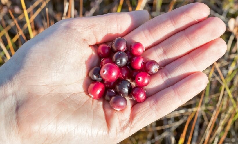 Спасатели рассказали, как собирать клюкву на болотах