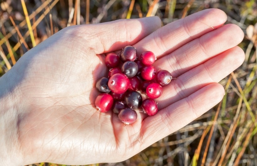 Спасатели рассказали, как собирать клюкву на болотах