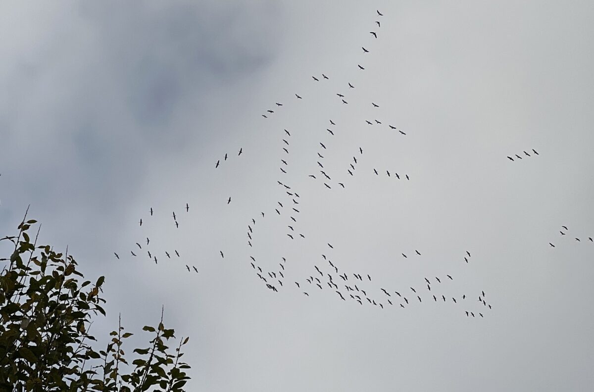 Народные приметы расскажут, какой будет зима в Тверской области