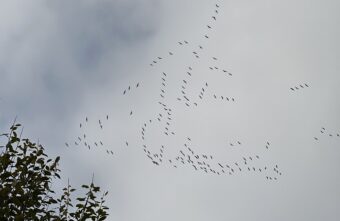 Журавлиные стаи летят через Тверскую область на юг Журавлиные стаи летят через Тверскую область на юг