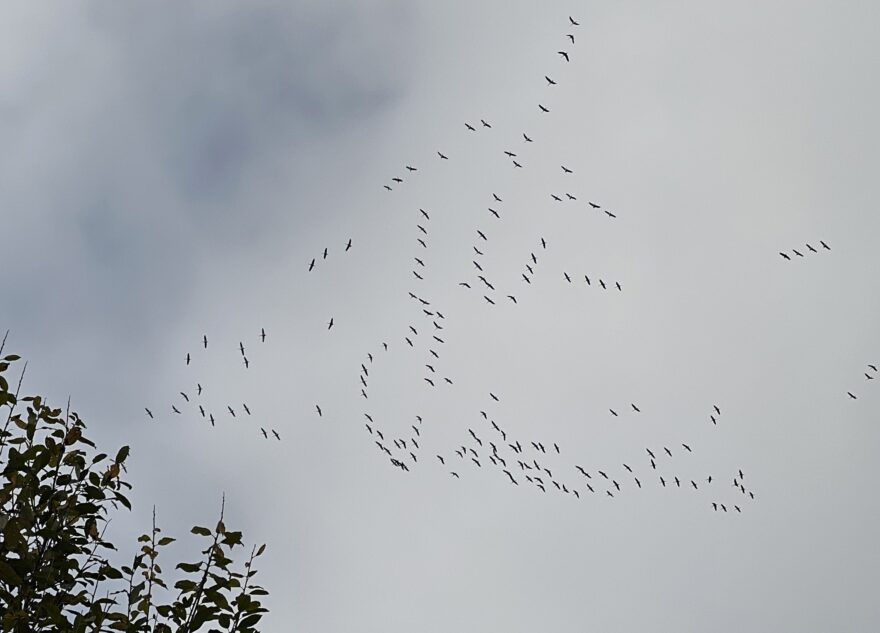 Журавлиные стаи летят через Тверскую область на юг