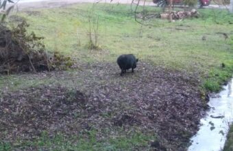По городу в Тверской области гуляют свиньи По городу в Тверской области гуляют свиньи