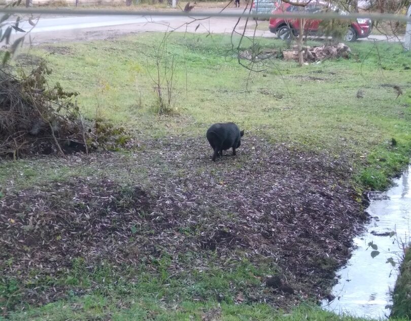 По городу в Тверской области гуляют свиньи