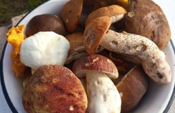 В Тверской области вновь начался грибной сезон В Тверской области вновь начался грибной сезон