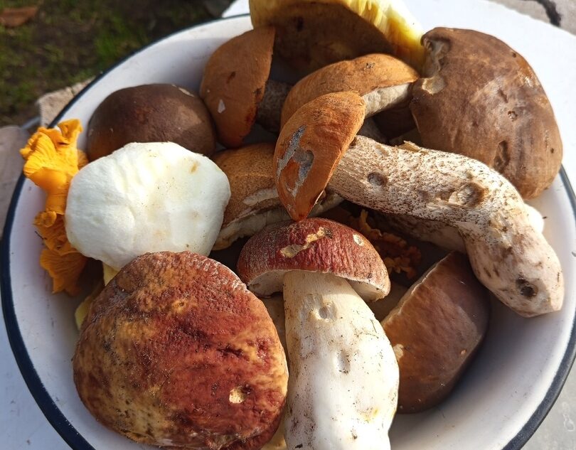 В Тверской области вновь начался грибной сезон