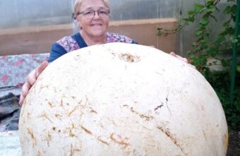 Жители Тверской области могут приготовить из тыквы невероятно вкусное мороженое Жители Тверской области могут приготовить из тыквы невероятно вкусное мороженое