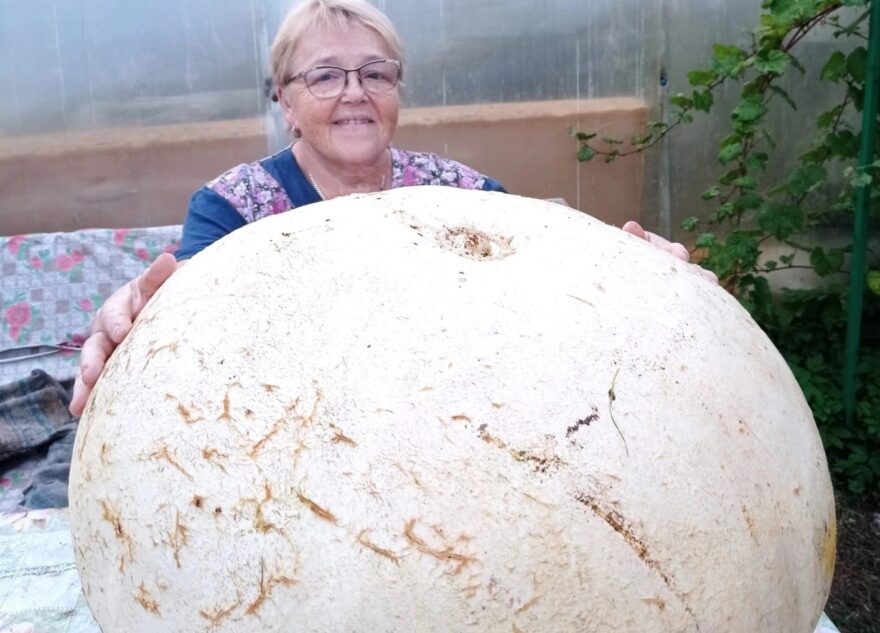 Жители Тверской области могут приготовить из тыквы невероятно вкусное мороженое Жители Тверской области могут приготовить из тыквы невероятно вкусное мороженое