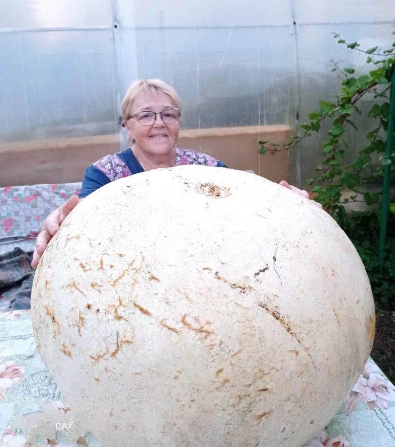 Жители Тверской области могут приготовить из тыквы невероятно вкусное мороженое