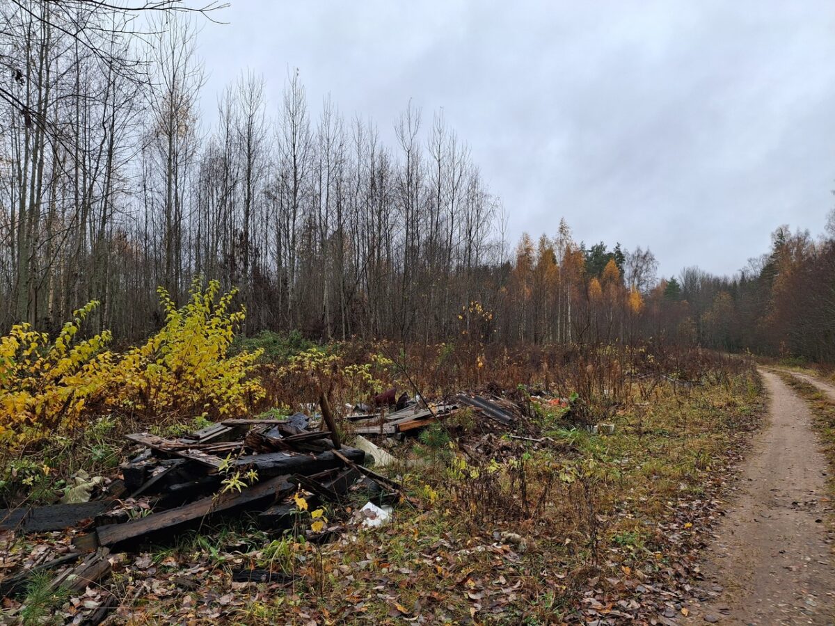 В Тверской области лес превратился в свалку