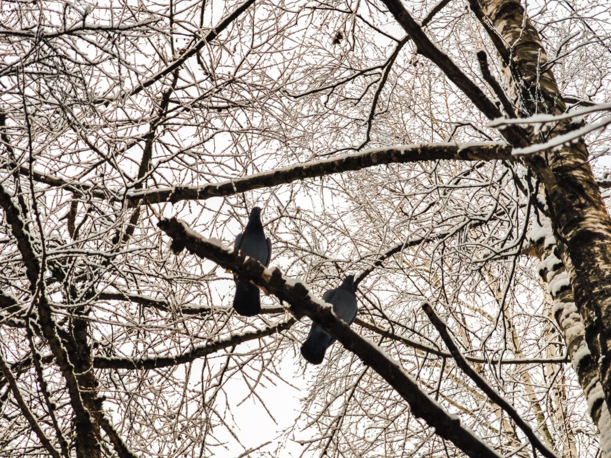 Синоптики уточнили прогнозы на ноябрь и декабрь в Тверской области