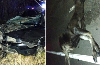 В Тверской области водитель сбил насмерть лося