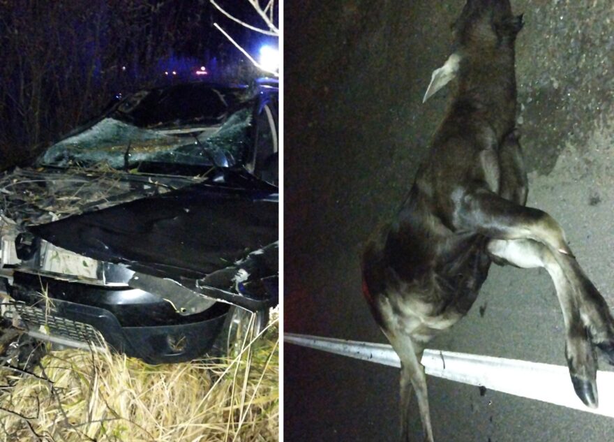 В Тверской области водитель сбил насмерть лося