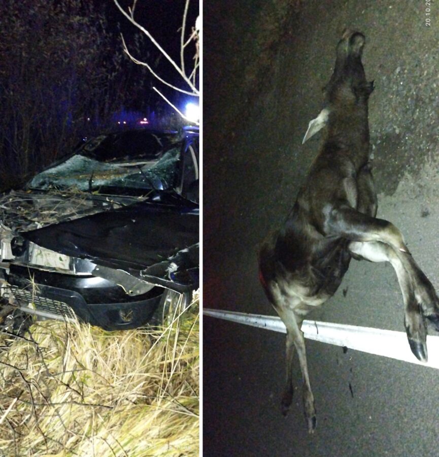 В Тверской области водитель сбил насмерть лося