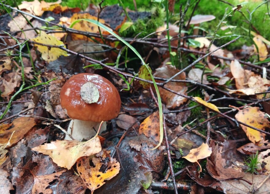 В лесах Тверской области закончились грибы