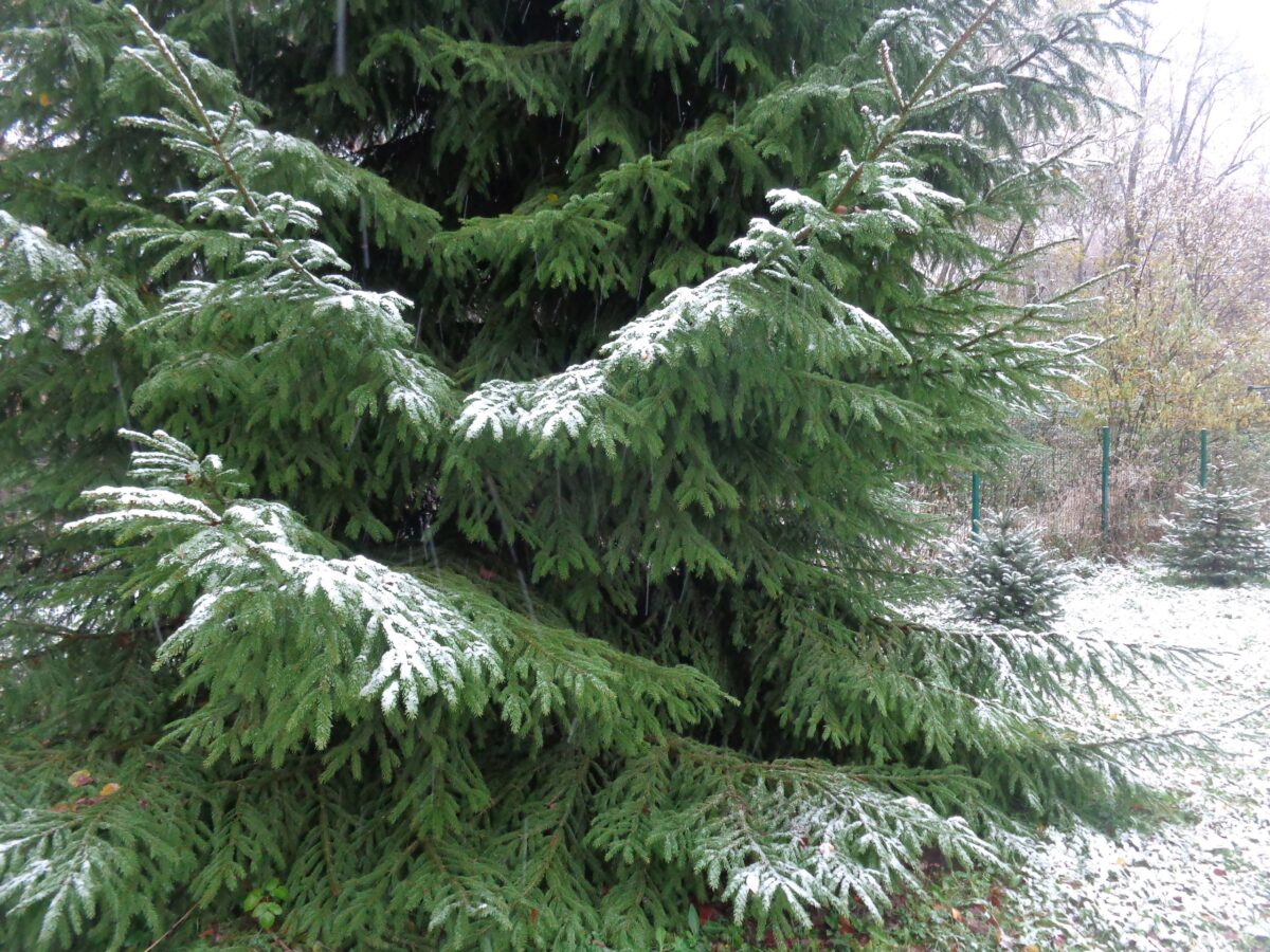 Жители Тверской области надеются, что снег растает