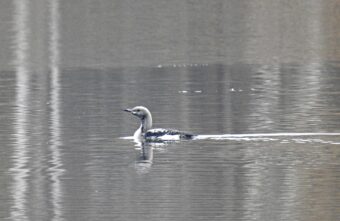 В Тверской области сфотографировали гостью из тундры