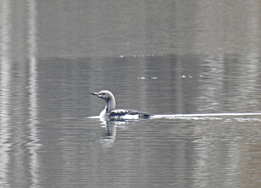 В Тверской области сфотографировали гостью из тундры