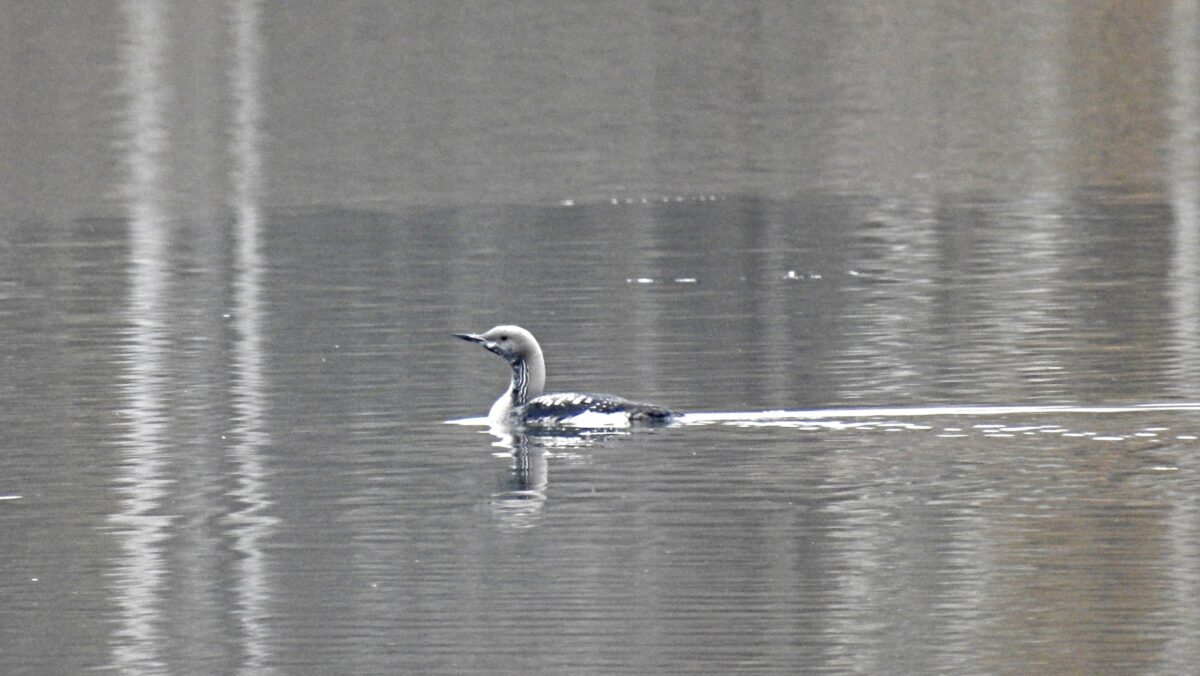 В Тверской области сфотографировали гостью из тундры