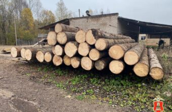 В Тверской области мужчина незаконно нарубил деревьев на два миллиона рублей В Тверской области мужчина незаконно нарубил деревьев на два миллиона рублей