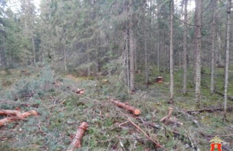 Житель Тверской области незаконно нарубил елей в лесу на три миллиона рублей Житель Тверской области незаконно нарубил елей в лесу на три миллиона рублей