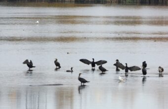 В Тверской области разные виды птиц объединились в одну дружную стаю В Тверской области разные виды птиц объединились в одну дружную стаю