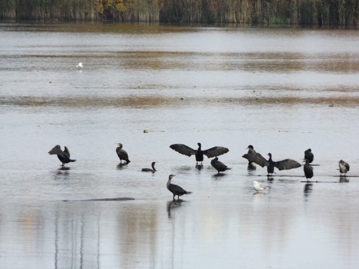 В Тверской области разные виды птиц объединились в одну дружную стаю В Тверской области разные виды птиц объединились в одну дружную стаю