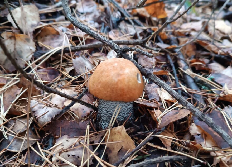 Жители Тверской области рассказали, есть ли в лесу грибы