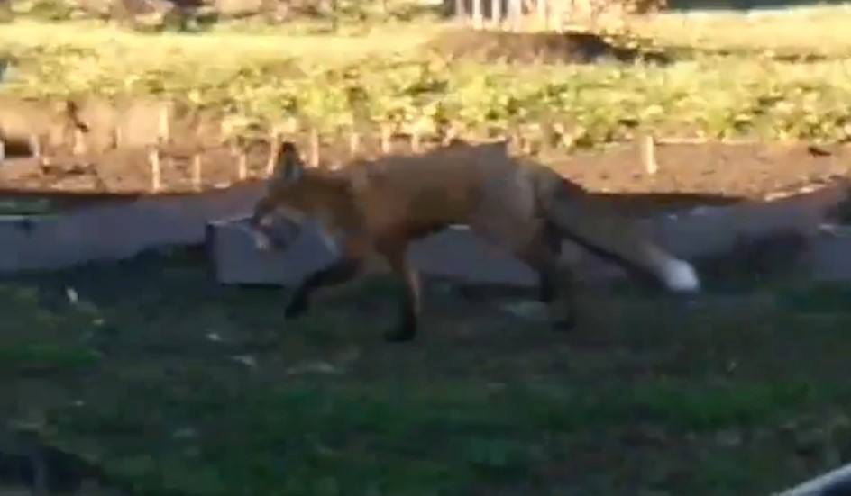 В Тверской области лиса смело разгуливала по огороду местных жителей