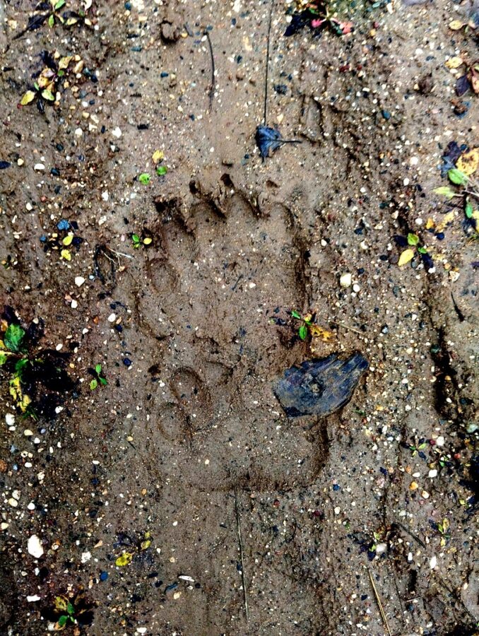Жителей Тверской области предупредили о гуляющем поблизости медведе