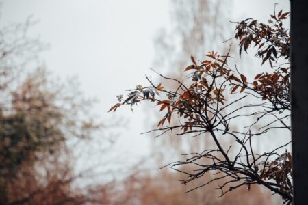 МЧС предупреждает жителей Тверской области об ураганном ветре МЧС предупреждает жителей Тверской области об ураганном ветре