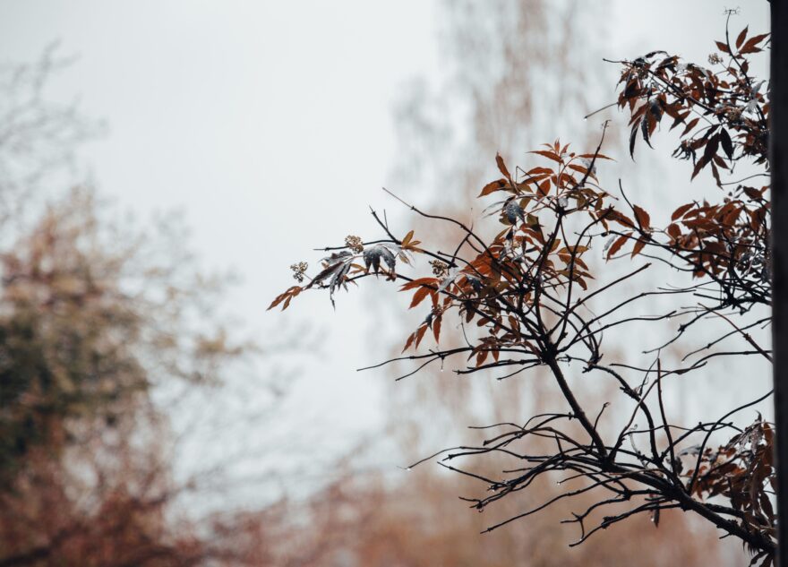 МЧС предупреждает жителей Тверской области об ураганном ветре