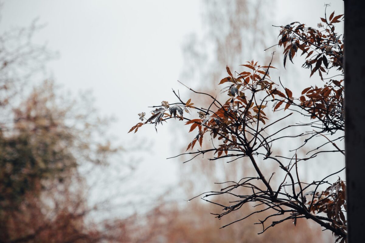 МЧС предупреждает жителей Тверской области об ураганном ветре