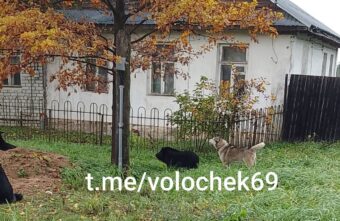В Тверской области стая собак по всему городу гоняет большую черную свинью