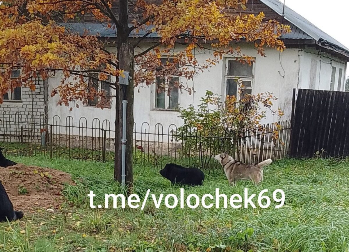 В Тверской области стая собак по всему городу гоняет большую черную свинью